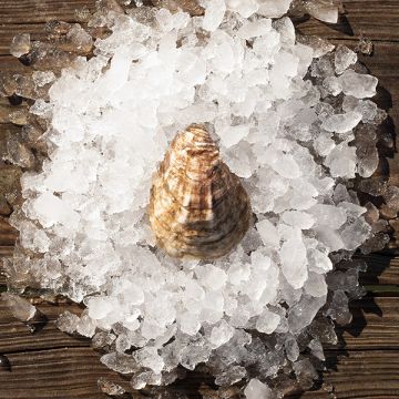 Rappahannock Oyster Co.: Featured Products